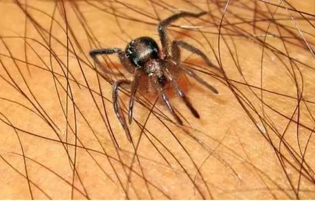 Spider Bite During Pregnancy: Causes, Safety And Treatment