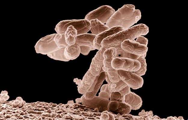 Az E. Coli Fertőzés Tünetei És Kialakulásának Megakadályozása E coli kenet férfiakban