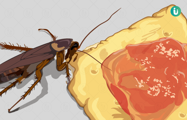 Cockroach borne disease